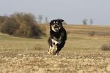 DOGUE DU TIBET 216